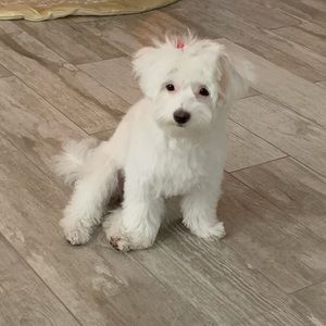 Meet your Posher, Maria